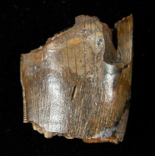 Tyrannosaurid Tooth Fragment - Montana #15215